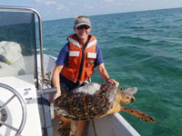 Kristen Hart releasing a satellite-tagged hawksbill sea turtle