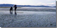 Padilla Bay Reserve view