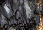 Egyptian fruit bats hanging upside down in the Python Cave.