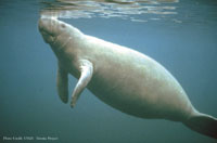 manatee surfacing