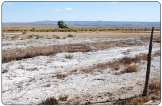 Surface salt deposits left on pasture lands east of Cleveland, Utah caused by irrigation flood run-off.  (USBR photo)