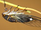 Photo of a cicada feeding on a plant in Tucson, Ariz.