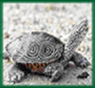 photo of diamondback terrapin by Willem M. Roosenburg