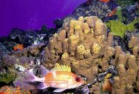 Date: 05/28/2009 Description: Coral reef with tropical fish. © USG Photo