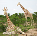 Giraffes in Africa