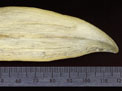 Longitudinal section of a killer whale tooth.