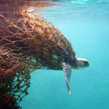 Green sea turtle caught in a derelict fishing net.