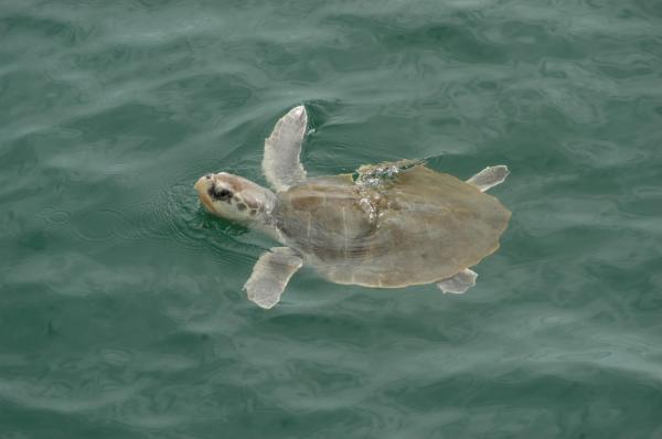 kemp's ridley turtle hatchling in water
