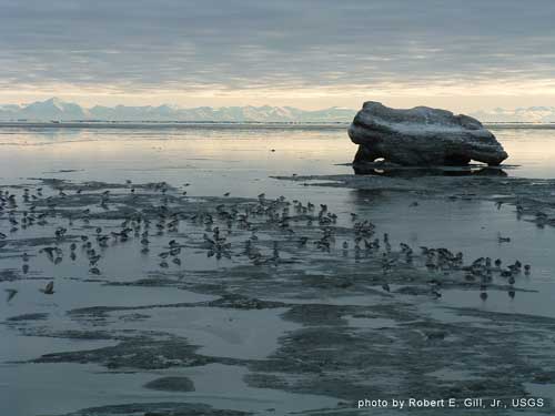 Rock Sandpipers in Cook Inlet, Alaska in February - photo by Robert Gill, Jr., USGS