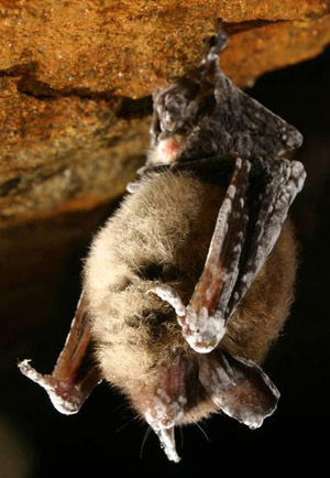 Photo of a little brown bat (Myotis lucifugus) afflicted with "white-nose syndrome" (Geomyces sp.)