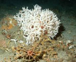 Ivory Tree Coral, Oculina varicosa