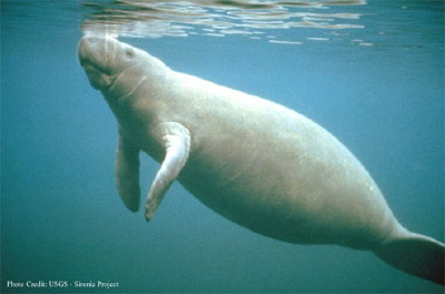 Underwater view of manatee surfacing to take a breath.  USGS - Sirenia Project.