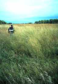 Photograph of Mark Vandever in tall grass on CRP lands. Photo credit: Art Allen.