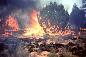 Dome fire, Day 2, April 26, 1996, near headwaters of Capulin Canyon.