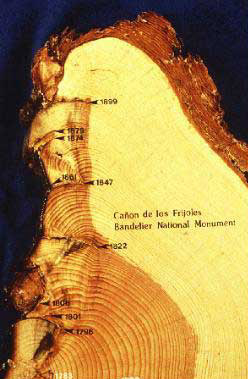 Repeated surface fires cause a sequence of overlapping wounds. The heat-killed wood tissues extend into the annual rings, which can be dated to the calendar year, as shown in this tree cross-section from Bandelier National Monument.