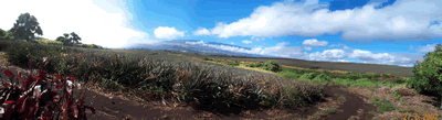 Pineapple Plantation (Maui)