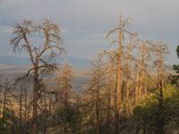 Photo of dead ponderosa pines in the Jemez Mountains of New Mexico