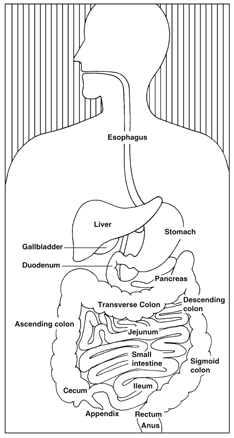 Drawing of the digestive system with sections labeled: esophagus, stomach, liver, gallbladder, duodenum, pancreas, small intestine, ileum, appendix, cecum, ascending colon, transverse colon, descending colon, sigmoid colon, rectum, and anus.