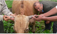 Veterinarian Dreams about Bigger Cows - Click to read this story