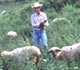 Researcher observing sheep