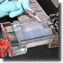 Picture of DNA quantification using Agarose gel electrophoresis