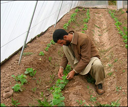 photo, Afgan greenhouse