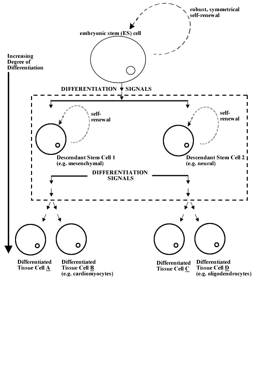 Schematic Diagram of Some Stages in Cell Differentiation