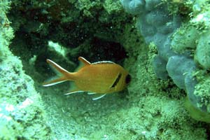 NOAA image of Blackbar Soldier fish in La Parguera, Puerto Rico, which was taken from the NOAA Coral Reef Ecosystem Database.