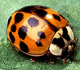 Ladybug