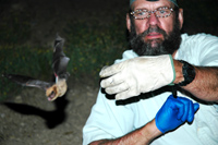 Photo of Dr. Tom O'Shea releasing a bat after capture.