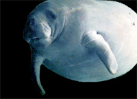 Photo of a manatee floating underwater.