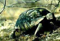 Photo of a Desert tortoise 