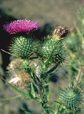 Bull Thistle