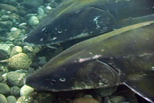 Green Sturgeon