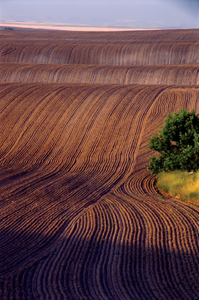 plowed field