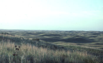 stabilized sand at Nebraska Sand Hills