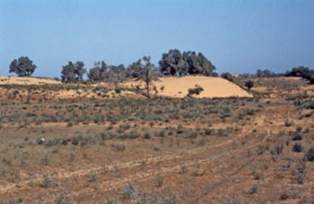 stabilized sand in northern Sinai Desert