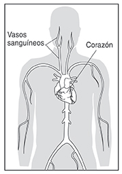 Ilustración de un torso humano. Se etiquetan el corazón y los vasos sanguíneos.