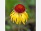 A wildflower from the <em>rudbeckia</em> family near NCAR's Mesa Lab, Boulder, Colo.