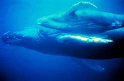humpback whales swimming underwater