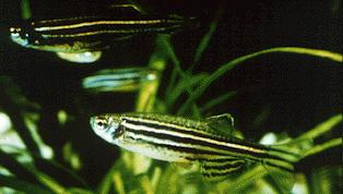 Zebrafish