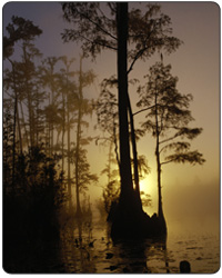 Okefenokee National Wildlife Refuge