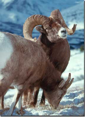 Bighorn sheep ram and ewe in the snowy mountains of Glacier National Park