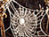 Photo: a spider web from an orb weaving spider.