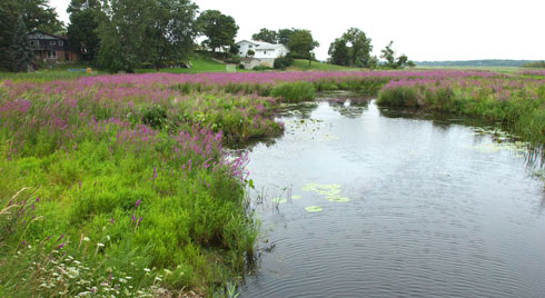 purple loosestrife invades a wetland