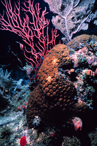 coral reef.