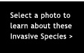 Select a photo to learn more about the species