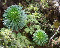 Understory of a native Hawaiian wet forest, Puu Kukui, Maui.