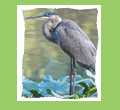 Great Blue Heron 