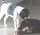 Two dog puppies playing together with a toy